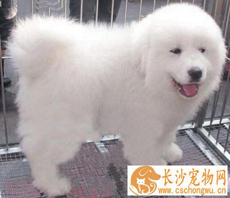  大白熊犬特点 身型非常的优美漂亮
