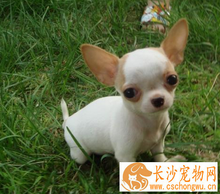 吉娃娃的特点 具有类似梗类犬的气质