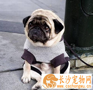 八哥犬能活多少年 不同的狗寿命不一样