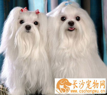 小型犬的寿命 它们寿命一般在15年左右