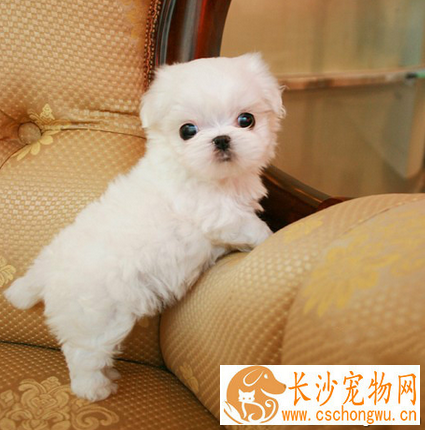 袖珍犬的寿命 这类犬的体型较小