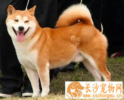  秋田犬能活多少年 一般寿命12年左右