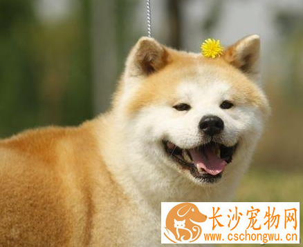 秋田犬的寿命 该犬寿命比较长