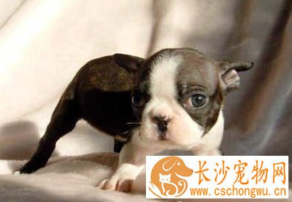 狗的平均寿命 一般狗狗的寿命在12-15年间
