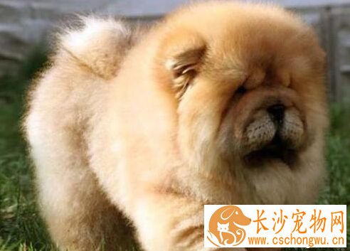 狗能活多久 犬的寿命大约在13-18年之间