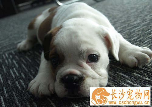 斗牛犬能长多大 最初用於挑逗公牛的犬
