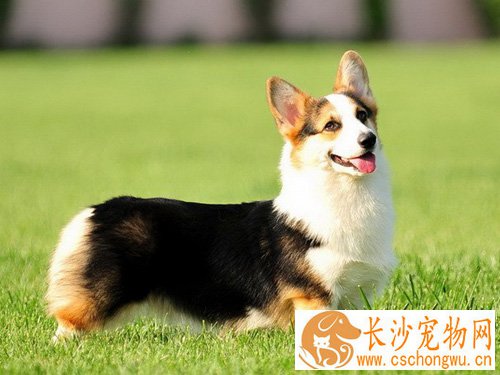柯基犬能长多大 标准身材体形