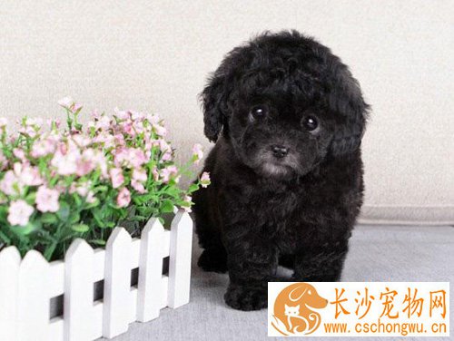 泰迪犬能长多大 告诉你它的标准身材