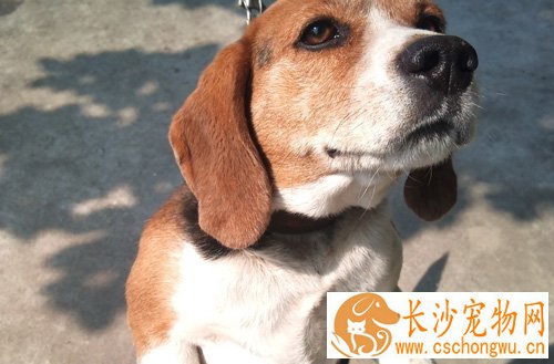 比格犬能长多大 小型狗狗的代表