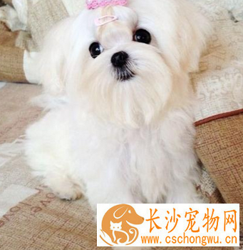 马尔济斯的智商 该犬排名第五十九位