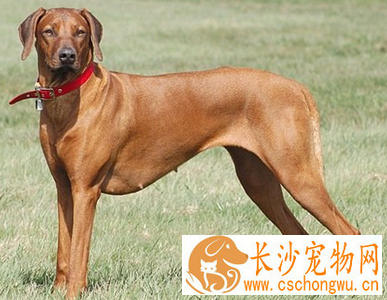 罗得西亚脊背犬的智商 对主人极为忠诚