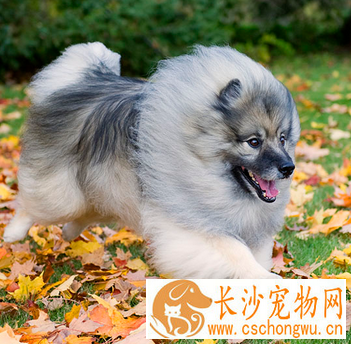 荷兰毛狮犬聪明吗 智商排名第十六位