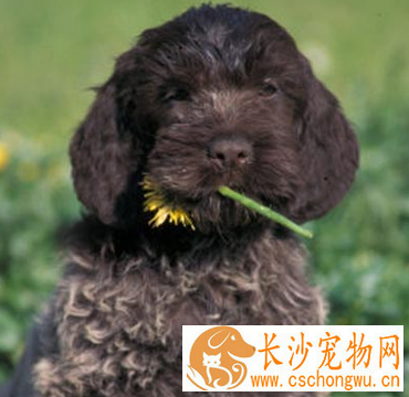 刚毛指示格里芬犬聪明吗 该犬智商较高