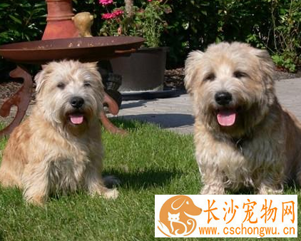 小型犬智商排名 迷你贵宾犬排名第一