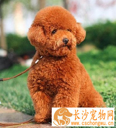 小型犬智力排行 高智商的小型犬并不多