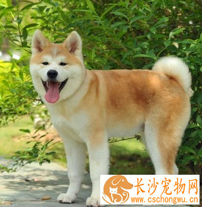 秋田犬的智商 该犬排名第54位