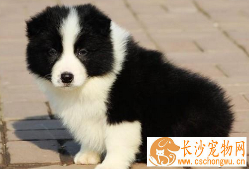 犬类智商排名 在狗宠中边境牧羊犬排第一