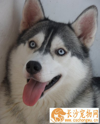 哈士奇的性格 它对人类不设防的动物