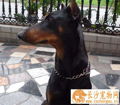杜宾犬是哪个国家的 体形与性格又是怎样的