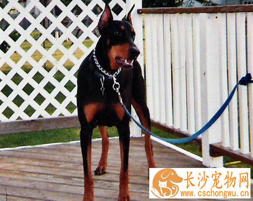 杜宾犬的资料 详细了解它的性格与历史