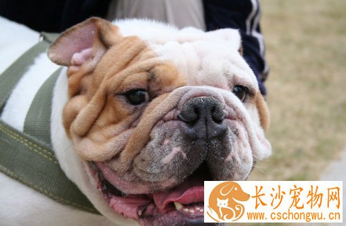 斗牛犬的性格 性情平稳而友善坚定勇敢
