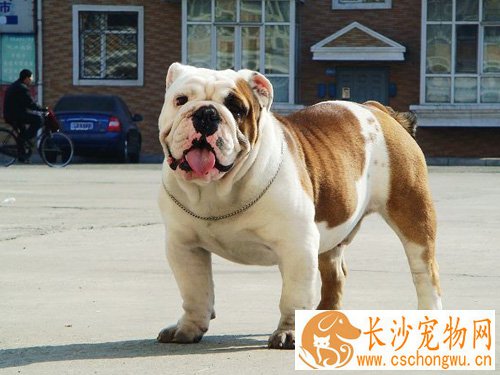斗牛犬性格怎么样 对小孩和善的犬种