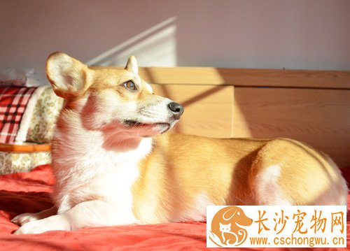 柯基犬的性格特点 以及它的外貌特征