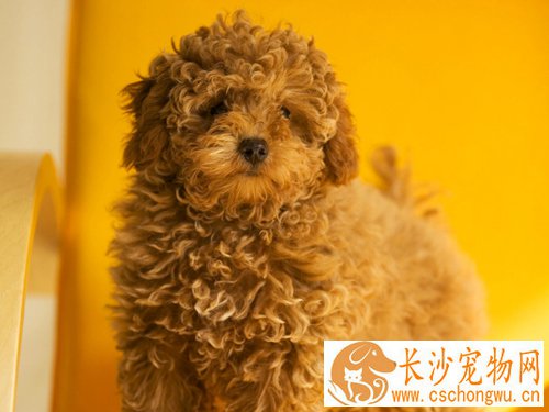 贵宾犬的性格 多变性格更可爱