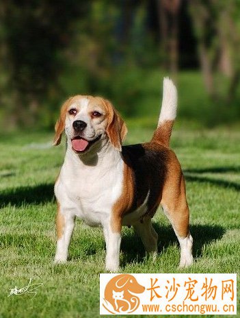 比格犬聪明吗 性格开朗欢愉的狗狗