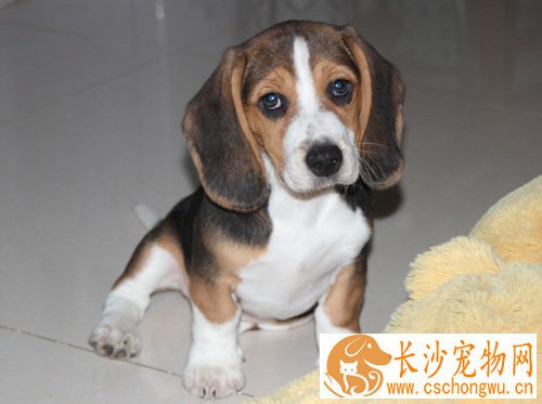 比格犬的性格 个性活泼开朗感觉敏锐