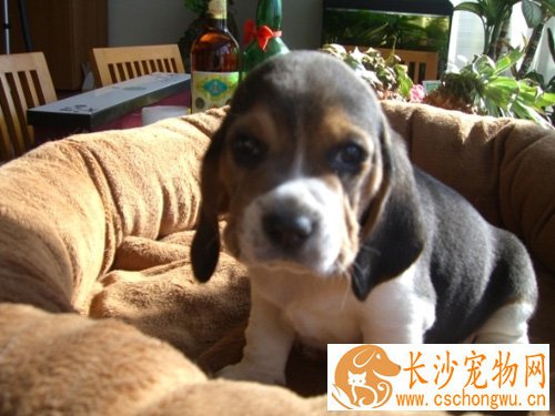 比格犬好吗 从性格秉性了解它