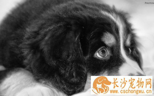 伯恩山犬性格特点 极具个性特点的宠物狗之一
