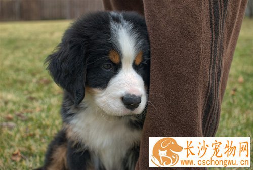 伯恩山犬介绍 性格与来历详细介绍