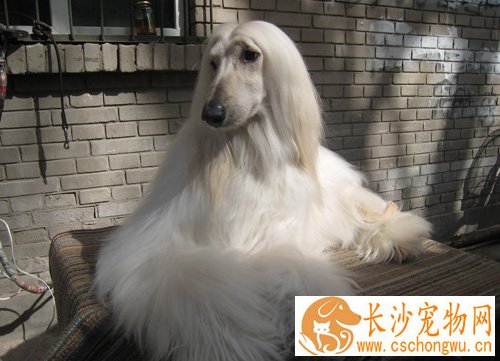 阿富汗猎犬性格 绝对是狗狗中的贵族