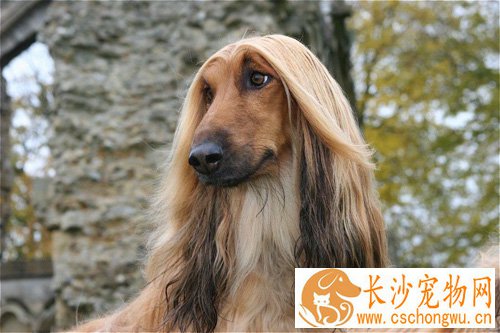 阿富汗猎犬聪明吗 孤傲内敛是它的性格