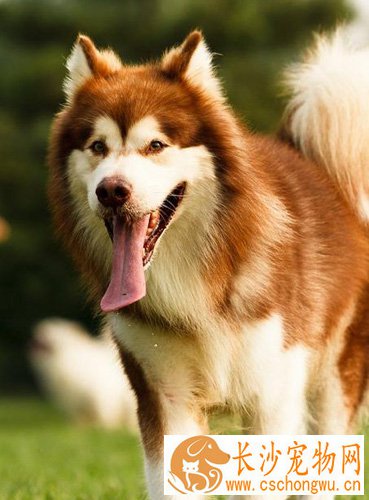 阿拉斯加雪橇犬怎么挑 从毛色鼻子性格爪子来看