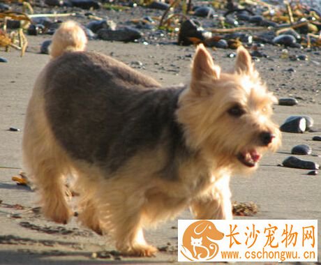罗威士梗哪里买 买前需了解健康犬的特征 