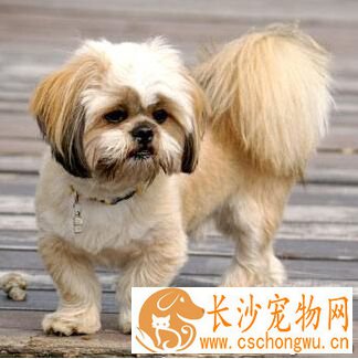 拉萨犬的形态特征 有着大量的胡须