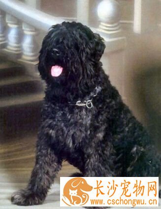 法兰德斯畜牧犬的形态特征 体大且强健有力