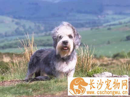 丹迪丁蒙梗怎么选 一定要注意它的特征形态