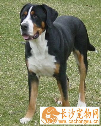 大瑞士山地犬怎么选 注意该犬外形特征