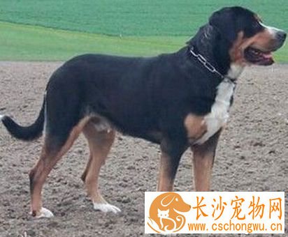 大瑞士山地犬的形态特征 底色是黑色