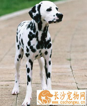 大麦町犬的形态特征 它的气质稳定而外向