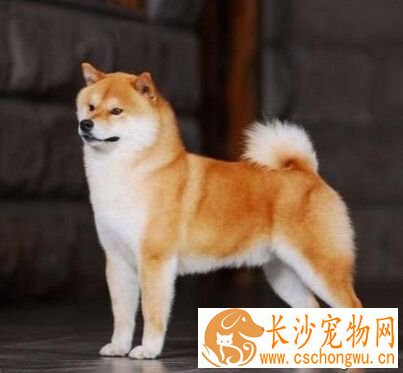 柴犬的形态特征 有它自己的特性之处