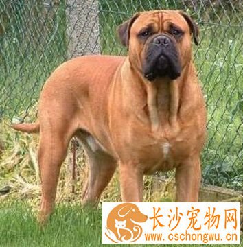 斗牛马士提夫犬的形态特征 体型比较健壮