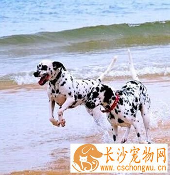 大麦町犬怎么选 了解该犬的外形特征