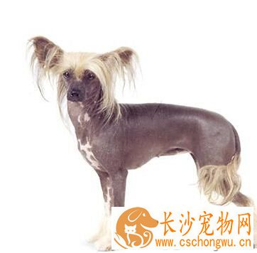 冠毛犬的形态特征  稀有的无毛犬之一