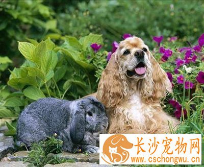可卡犬属于大型犬吗 耳朵大是最大的特征