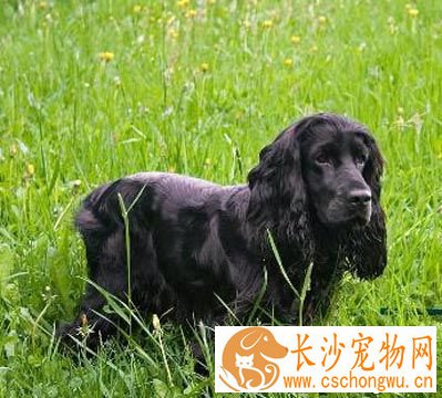 史宾格和可卡的区别 体型特征有很大不同