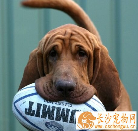 寻血猎犬的形态特征 颈部和头部皮肤上有褶皱